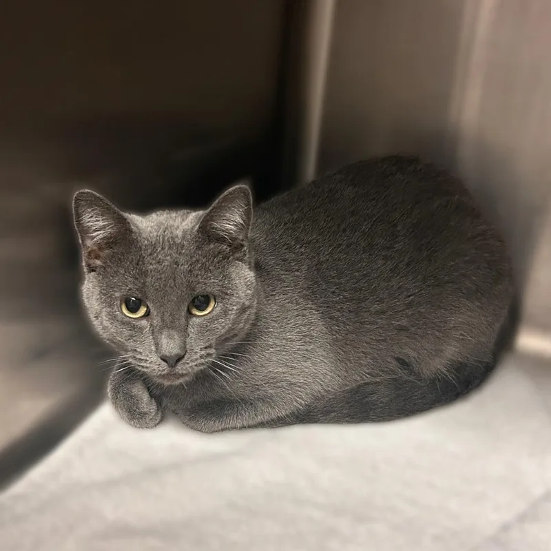 An adult medium-sized female Gray / Blue / Silver Domestic Short Hair cat named Obviously for adoption in Davenport, IA