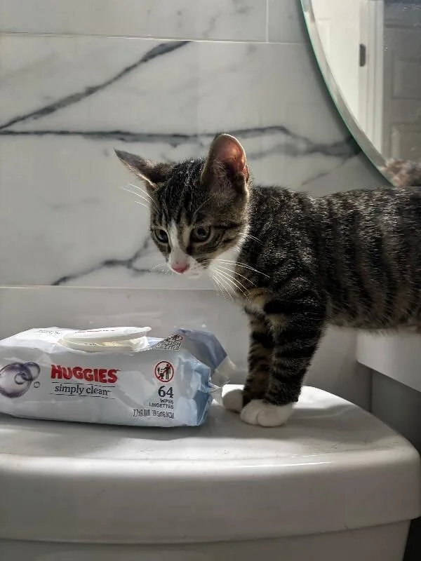 A young medium-sized male Tabby (Brown / Chocolate) Domestic Short Hair cat named Tiger for adoption in North Babylon, NY