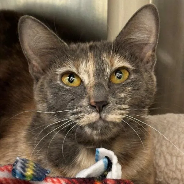 An adult medium-sized female Domestic Short Hair cat named Margarita for adoption in Walnut Creek, CA