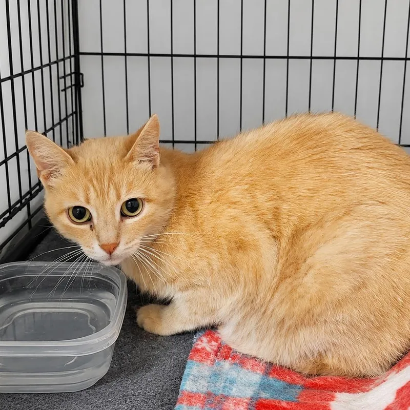An adult medium-sized female Orange & White Domestic Short Hair cat named Pumpkin for adoption in Kenhorst, PA