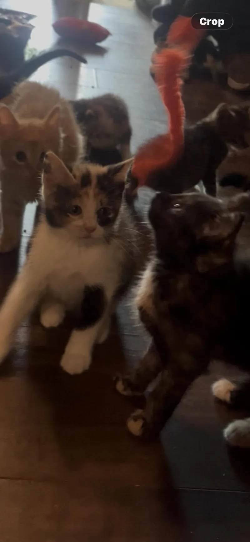 Nala thumbnail 2