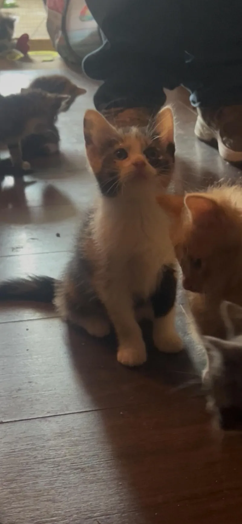 Nala thumbnail 3