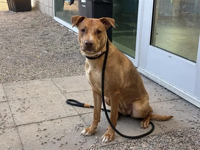 A young medium-sized female Labrador Retriever dog named Luna for adoption in Mesa, AZ