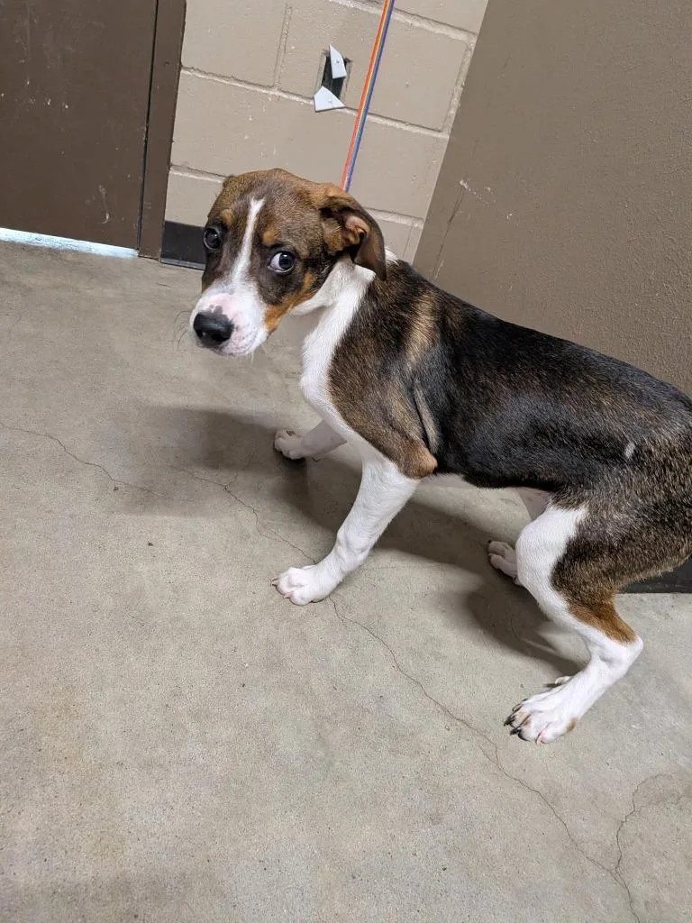 A baby medium-sized male Labrador Retriever dog named Dawson for adoption in Huntsville, TX