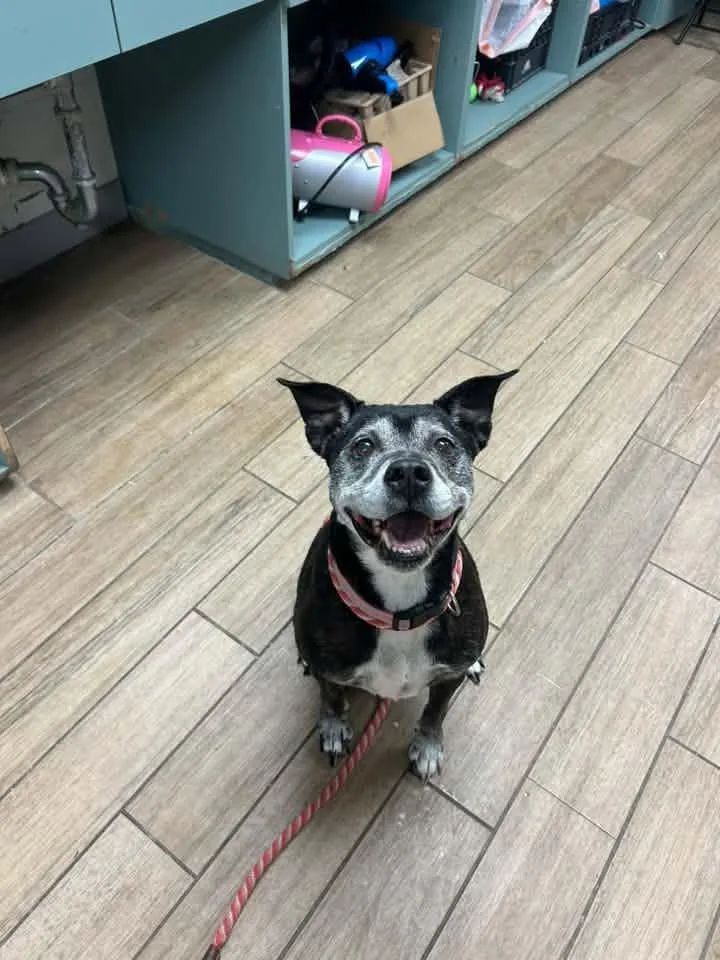 A senior medium-sized female Labrador Retriever dog named Gladys for adoption in Rowlett, TX
