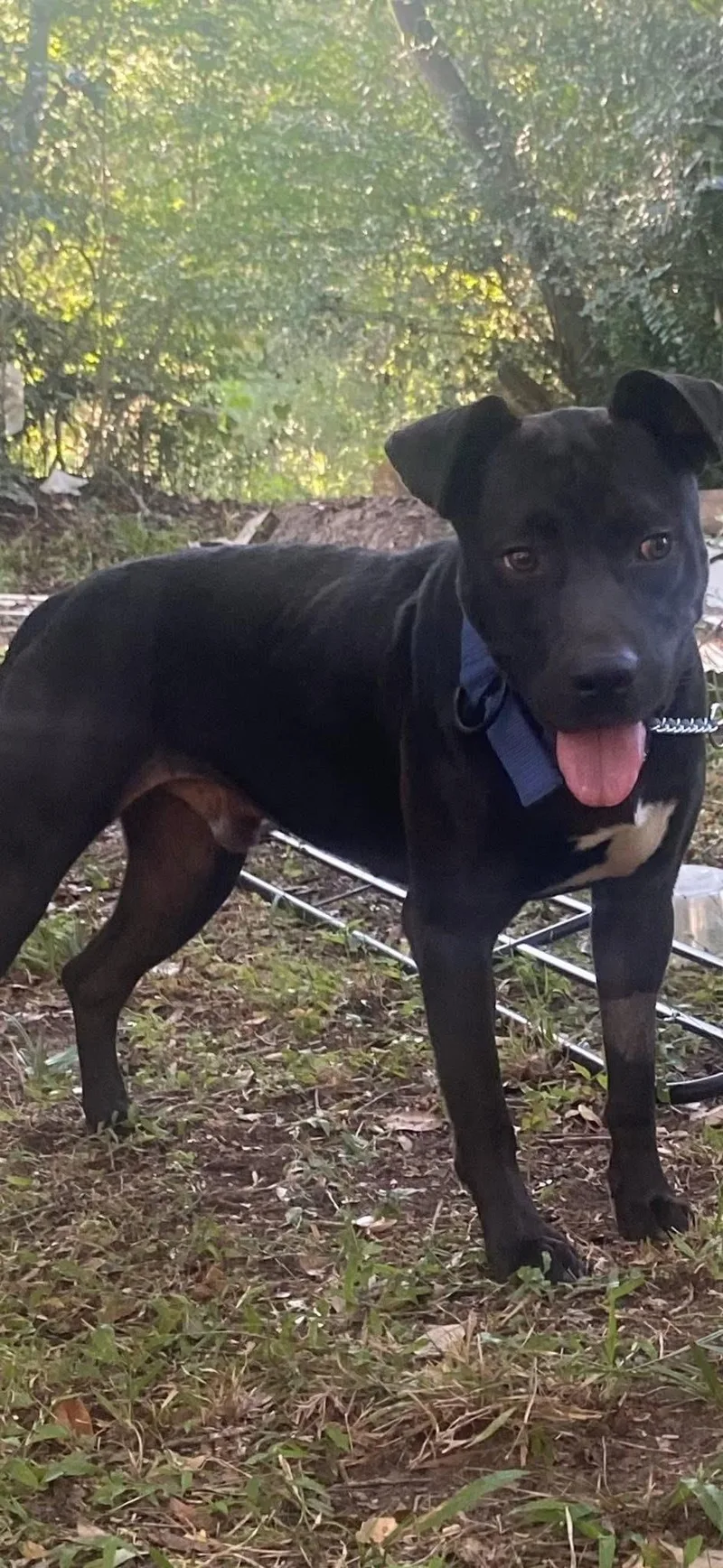 A young medium-sized male Black American Staffordshire Terrier dog named Angelo for adoption in Bronson, TX