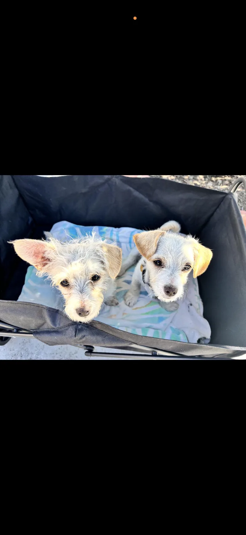 Toffe And Toby thumbnail 2