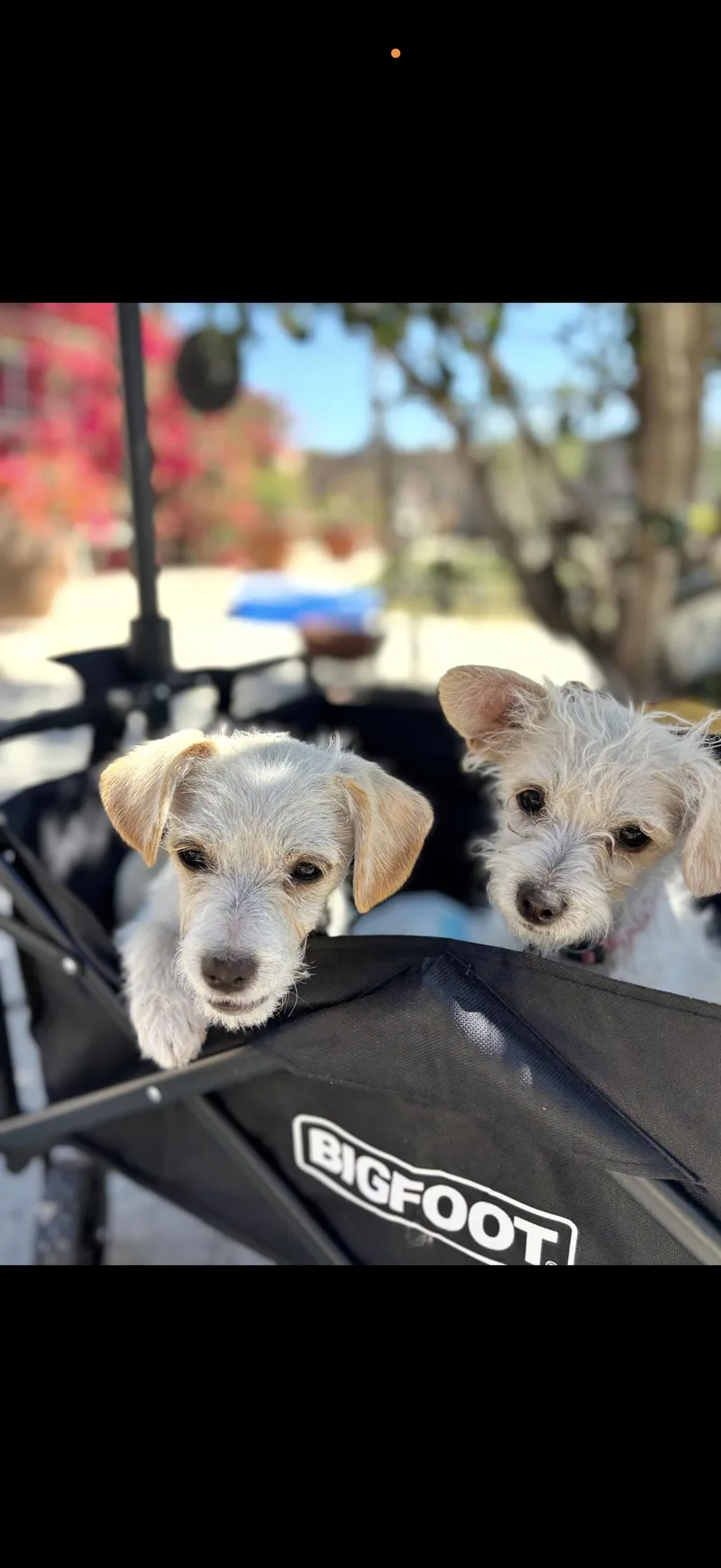 Toffe And Toby thumbnail 4