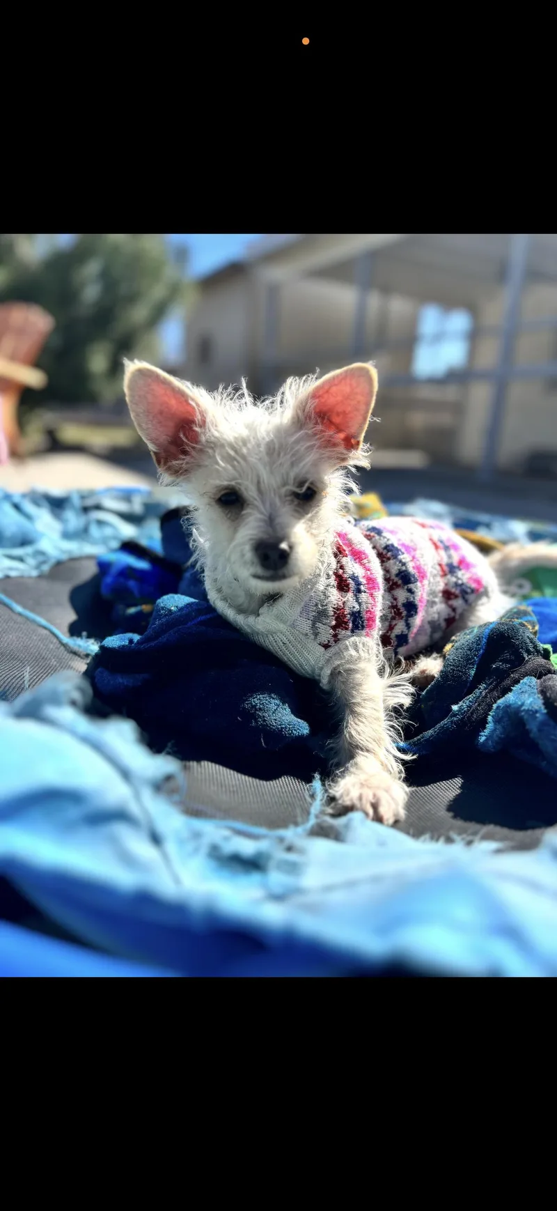 Toffe And Toby thumbnail 5