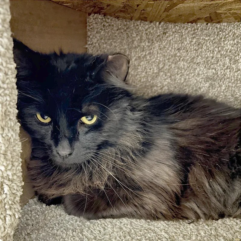 Coal