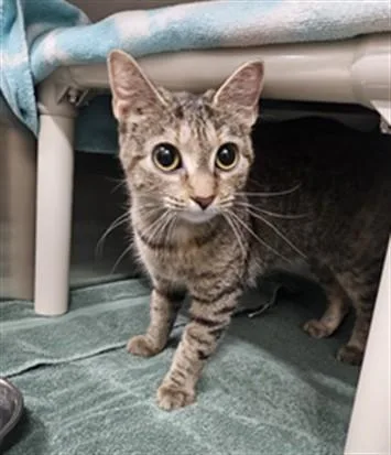 A young medium-sized female Domestic Short Hair cat named Kiska for adoption in Derwood, MD