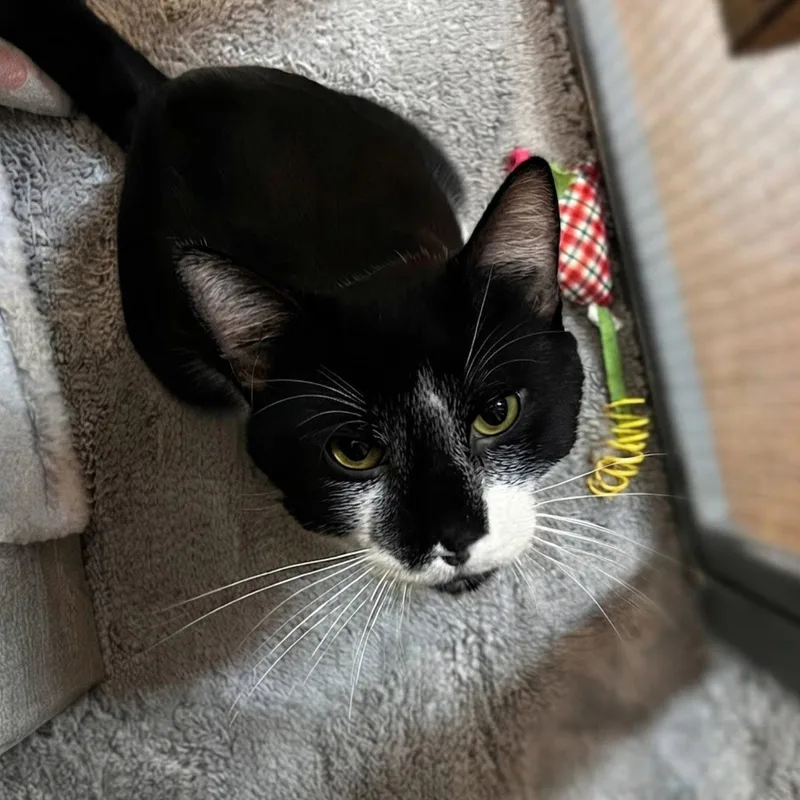 A young medium-sized male Black & White / Tuxedo Domestic Short Hair cat named Victor for adoption in Blasdell, NY