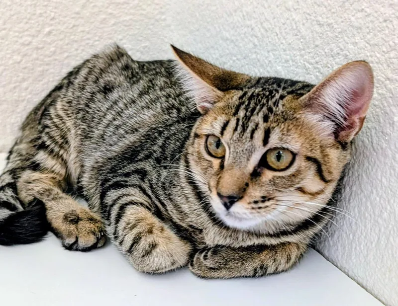 A baby medium-sized female Domestic Short Hair cat named Snow Pea for adoption in Peoria, AZ