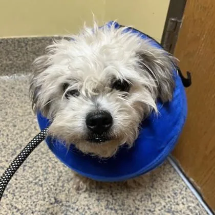 An adult small-sized male Shih Tzu dog named Gnome for adoption in Merriam, KS