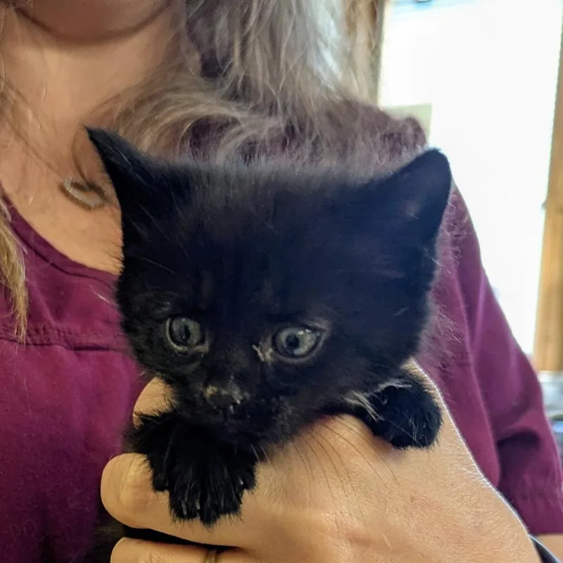 A baby small-sized male Black Domestic Short Hair cat named Gunther for adoption in Marysville, OH