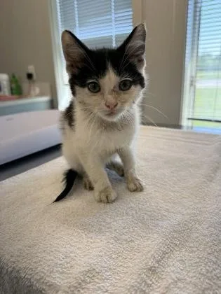A baby small-sized male Domestic Short Hair cat named Dg for adoption in Lafayette, IN