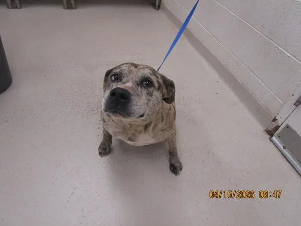 An adult medium-sized female Catahoula Leopard Dog dog named Izzy for adoption in Marietta, GA