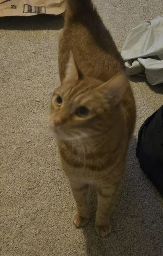 An adult medium-sized male Orange / Red Domestic Short Hair cat named AB Lenny for adoption in Battle Ground, WA