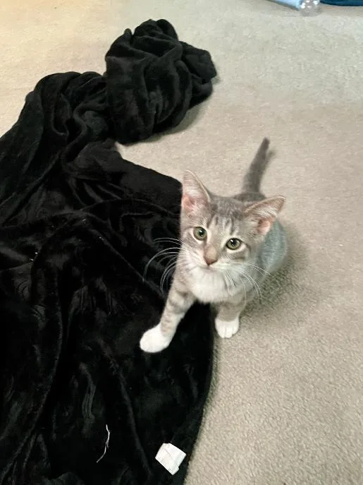 A baby medium-sized female Tabby (Gray / Blue / Silver) Domestic Short Hair cat named Katia for adoption in Mokena, IL
