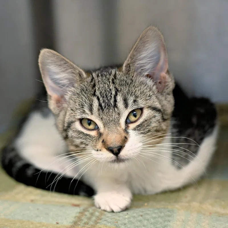 A baby medium-sized female Domestic Short Hair cat named Vera Rubin for adoption in Shoreline, WA