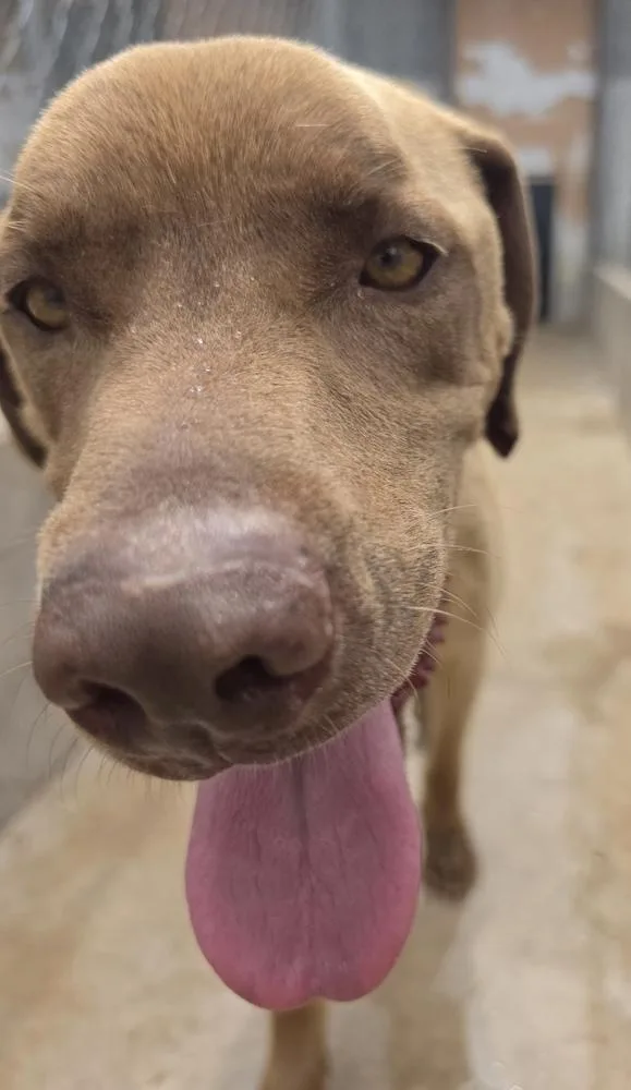 An adult large-sized male Brown / Chocolate Labrador Retriever dog named Curtiner Rover for adoption in Broomfield, CO