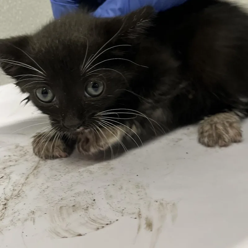 A baby small-sized female Black Domestic Short Hair cat named Morty for adoption in Tampa, FL