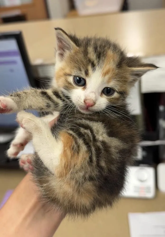 A baby small-sized female Domestic Short Hair cat named Coral for adoption in Bemidji, MN