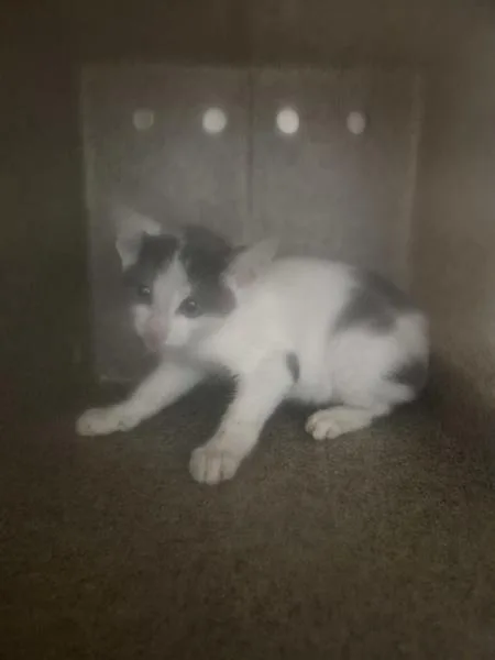 A baby small-sized unknown Domestic Short Hair cat named Fb for adoption in Lawrenceville, GA