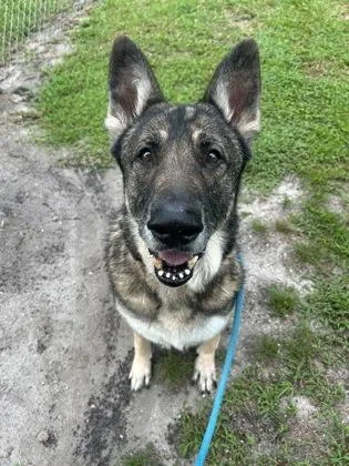 A senior large-sized male Shepherd dog named Chef for adoption in Vero Beach, FL