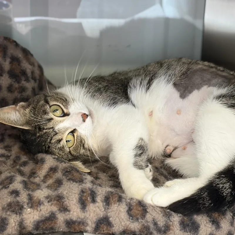 An adult medium-sized female White Domestic Short Hair cat named Lil Bit for adoption in Leander, TX