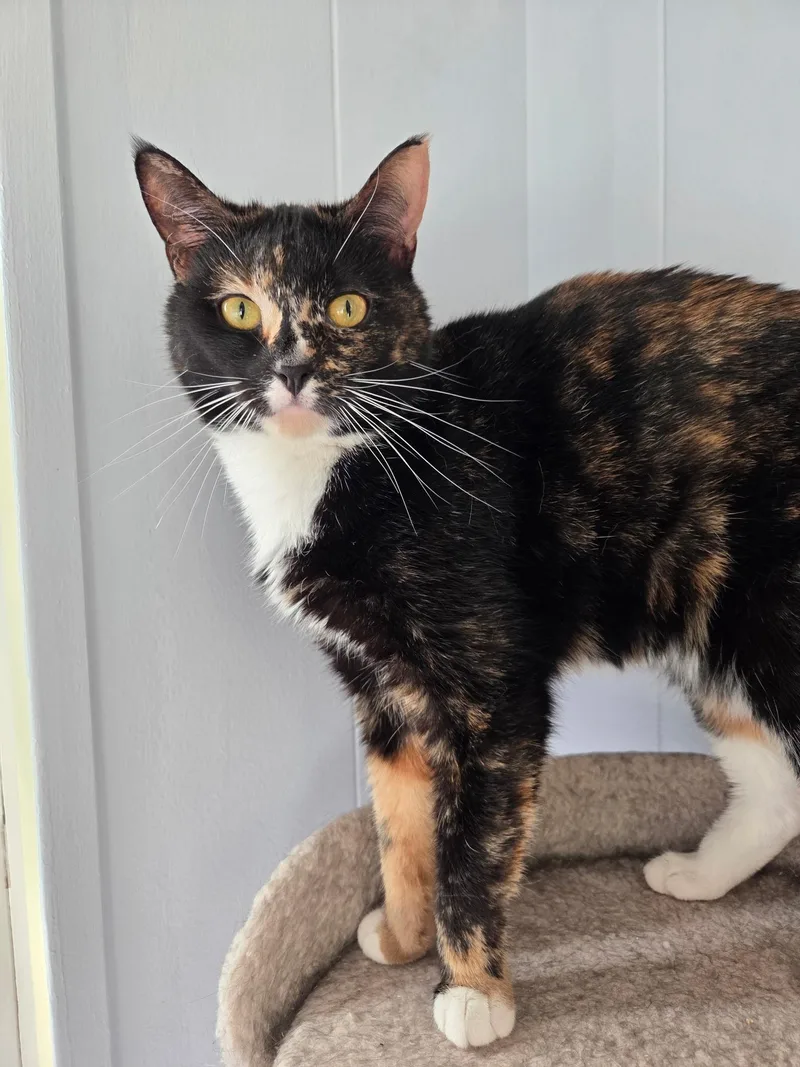 A young medium-sized female Domestic Short Hair cat named Audrey for adoption in Warwick, RI