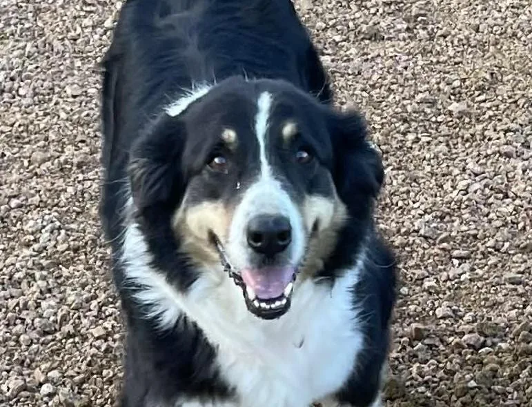 A young medium-sized female Tricolor (Brown, Black, & White) Australian Shepherd dog named Georgie for adoption in Sadler, TX