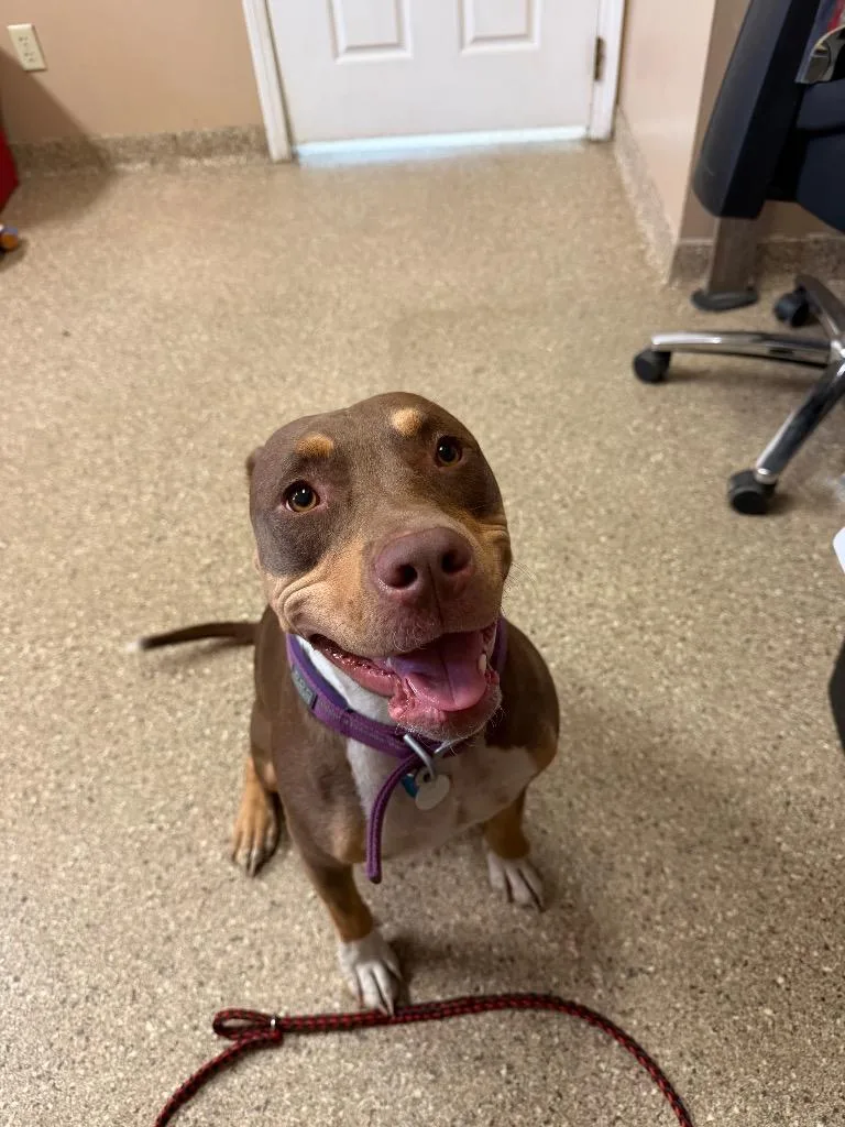 A young large-sized female Pit Bull Terrier dog named Bleu Shuga for adoption in Great Bend, KS
