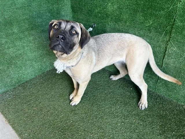 A young large-sized female Mastiff dog named Yenni for adoption in Lancaster, CA