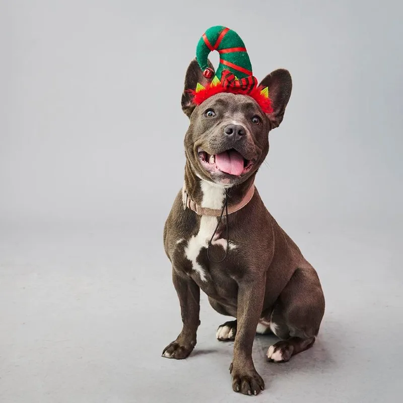An adult medium-sized female Gray / Blue / Silver French Bulldog dog named Dewey for adoption in Long Island City, NY