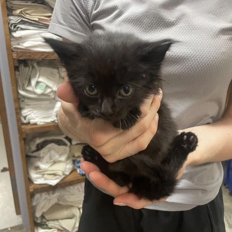 A baby small-sized female Black Domestic Long Hair cat named Pinch for adoption in Branson, MO