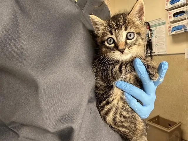A baby small-sized male Domestic Short Hair cat named Takis for adoption in Riverside, CA