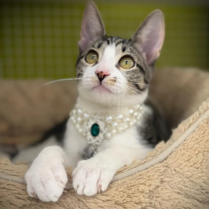 A baby small-sized female Gray / Blue / Silver Domestic Short Hair cat named Pearl for adoption in League City, TX