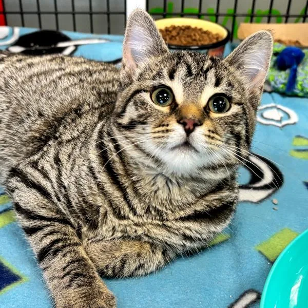 A young small-sized female Domestic Short Hair cat named Jo Jo Bonded for adoption in Des Moines, IA