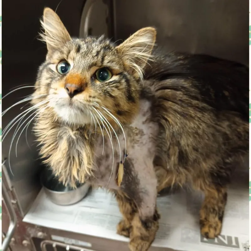 A young medium-sized male Brown / Chocolate Domestic Long Hair cat named Kansas for adoption in Skokie, IL