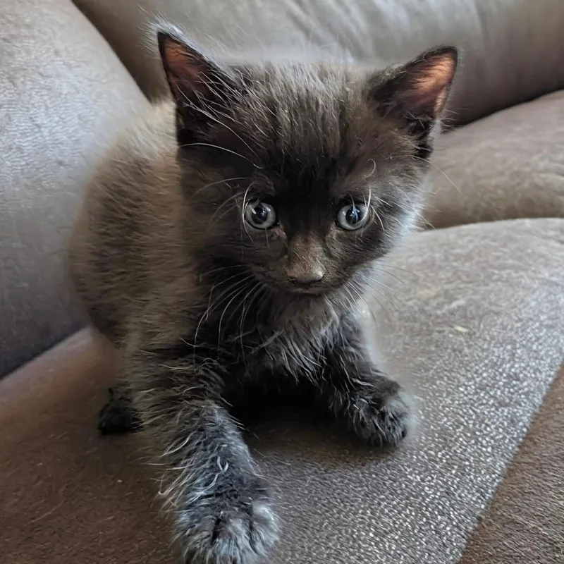 A baby small-sized female Domestic Short Hair cat named Ecola for adoption in Tacoma, WA