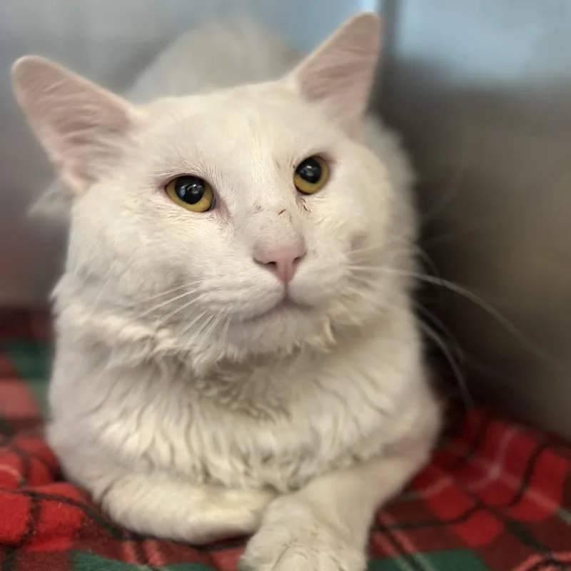 An adult large-sized male White Domestic Short Hair cat named Nimbus for adoption in Matteson, IL