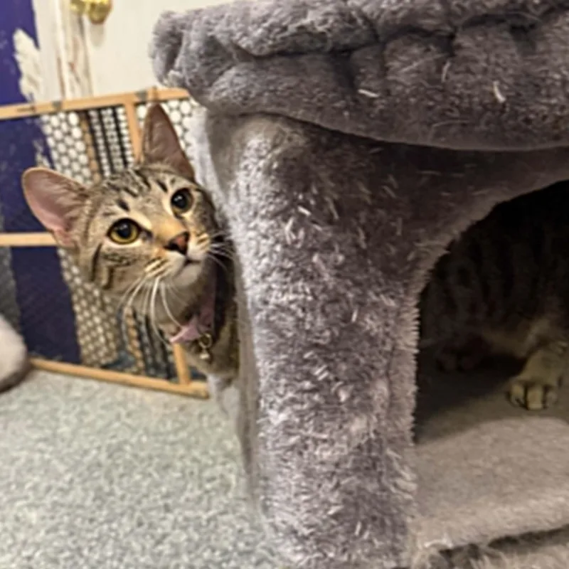 A young medium-sized female Tabby (Brown / Chocolate) Tabby cat named Diva for adoption in Antioch, CA