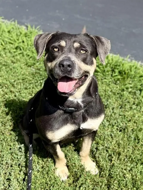 An adult medium-sized female Terrier dog named Portobella for adoption in Olivette, MO