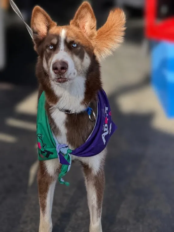 An adult large-sized male Siberian Husky dog named Blaze for adoption in Walnut Creek, CA