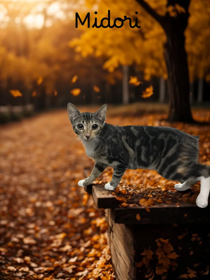 A young small-sized female Torbie Domestic Short Hair cat named Madori for adoption in Orleans, VT
