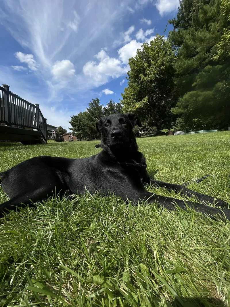A young medium-sized male Labrador Retriever dog named Padfoot for adoption in Powell, OH