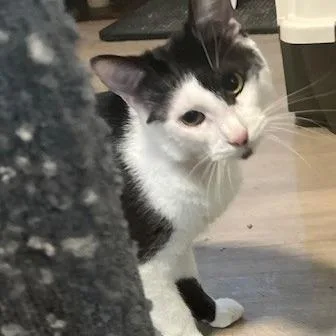 An adult large-sized male White Domestic Short Hair cat named Tuxe for adoption in Atlanta, GA