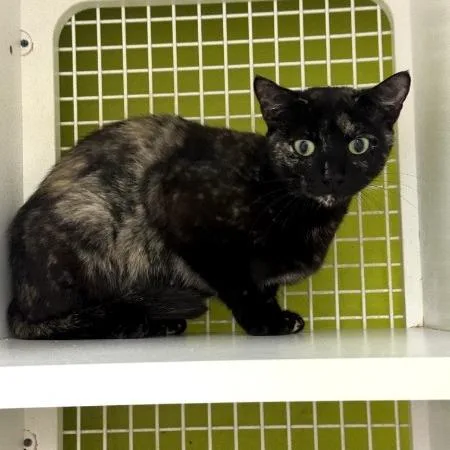 A young small-sized female Tortoiseshell Domestic Short Hair cat named Kya for adoption in Tallahassee, FL