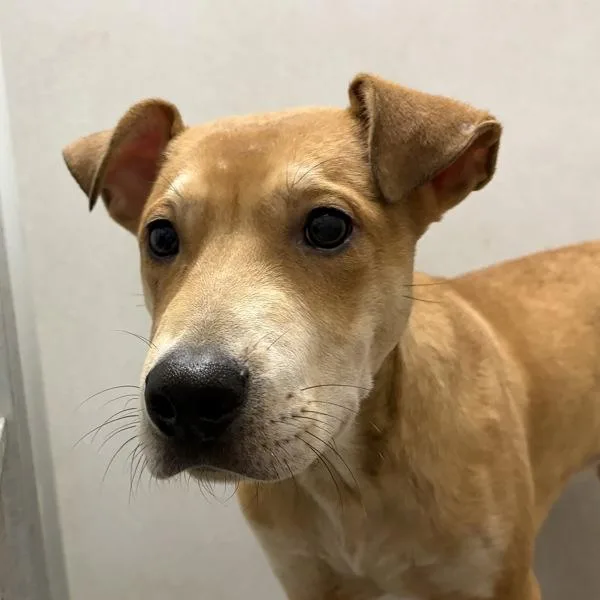 A baby large-sized male Shepherd dog named Lewis for adoption in Des Moines, IA